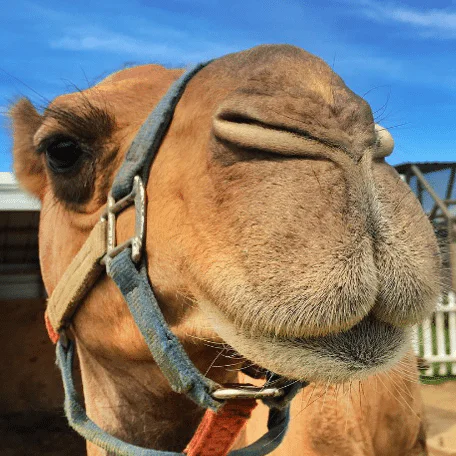 Unleash Your Inner Explorer